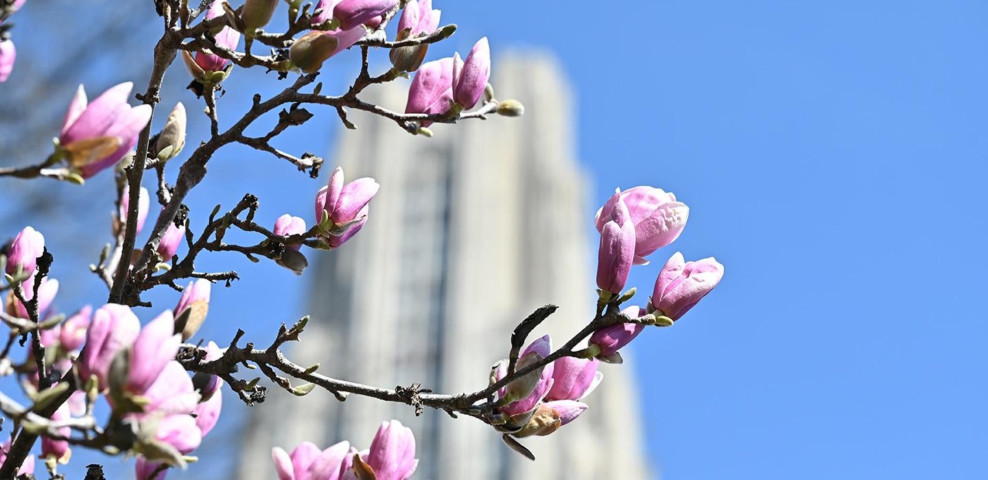 The Cathedral of Learning behind magnolia blossoms