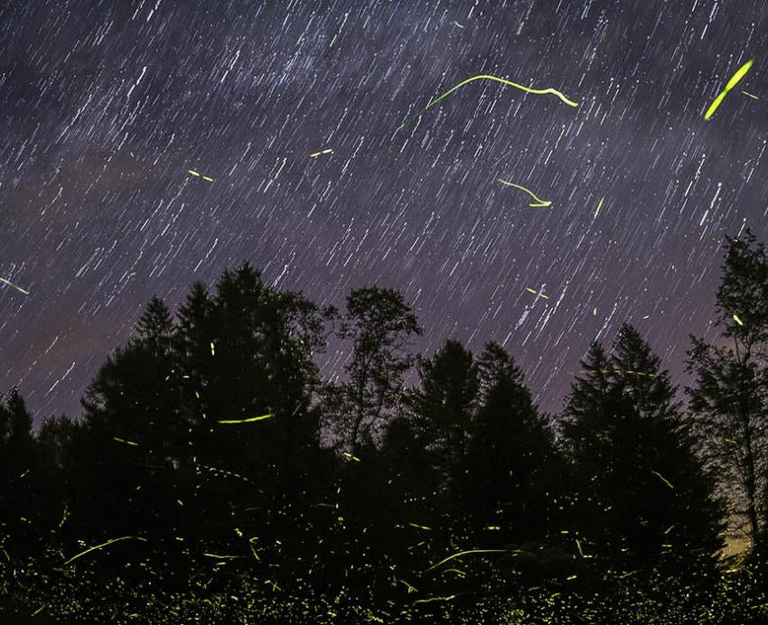 a night sky with fireflies streaking across the image