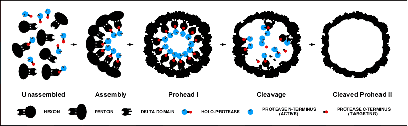 HK97 assembly showing protease action