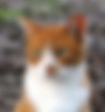 blurred cat