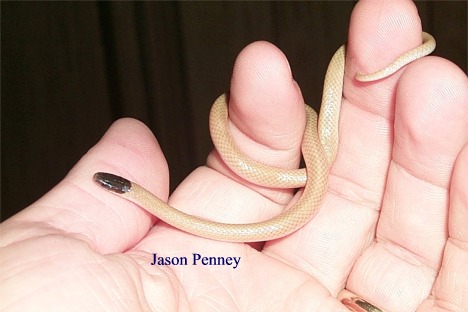 Mexican Blackhead Snake