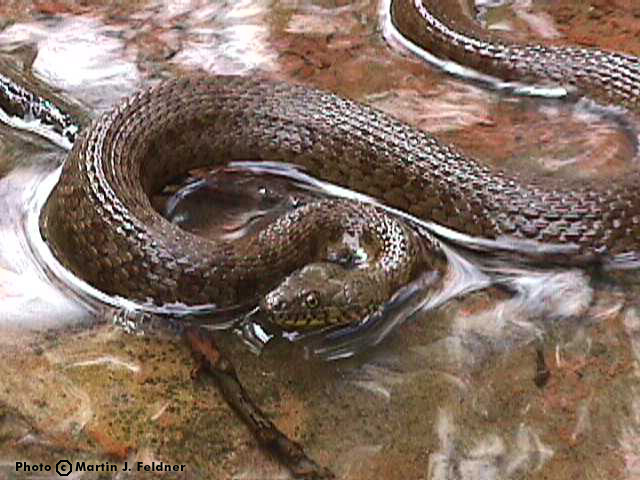 Narrowhead Garter Snake