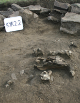  Horse remains in an excavation, Mongolia. 