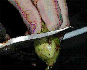 cutting open a gall