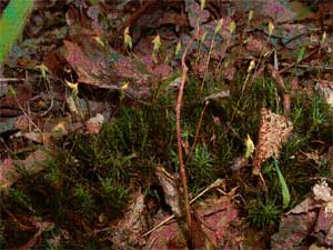 Polytrichum with capsules
