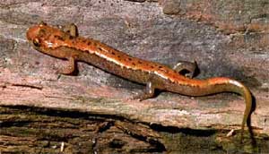 mountain dusky salamander