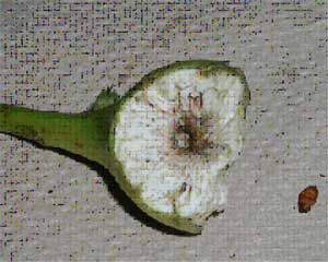 opened gall