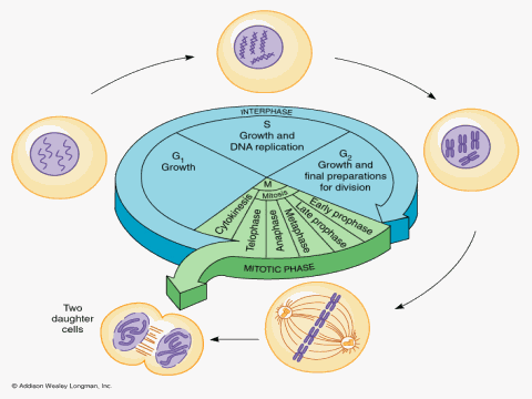 Chromosomes In A Cell. The eukaryotic cell cycle.