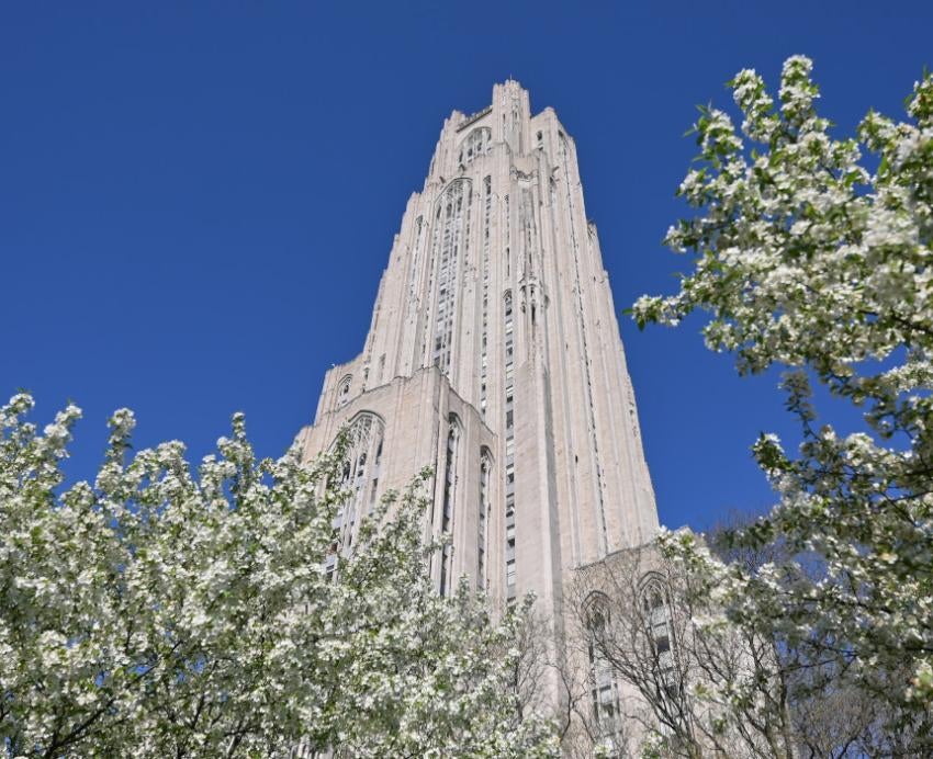 The Cathedral of Learning with blossoming trees bearing white flowers in the foreground