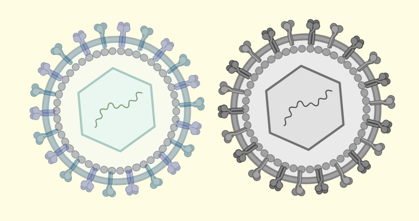 Two viruses set side by side over a pale yellow background