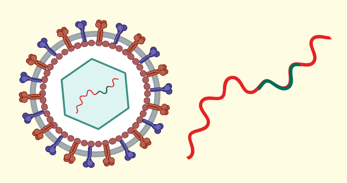a depiction of a blue and red virus next to a squiggle of red and blue