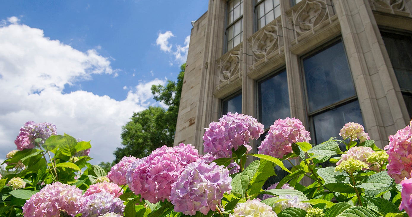 pink flowers with facade of Cathedral of Learning in the background