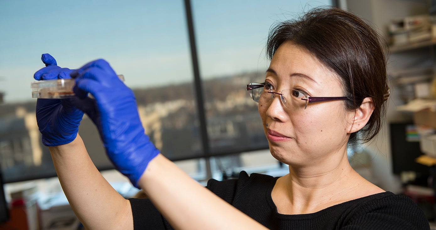 Cui in a black three-quarter length shirt and blue gloves holding up a Petri dish
