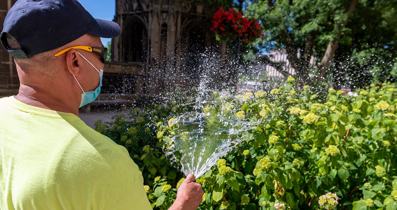 a man in a neon green shirt watering hydrangeas