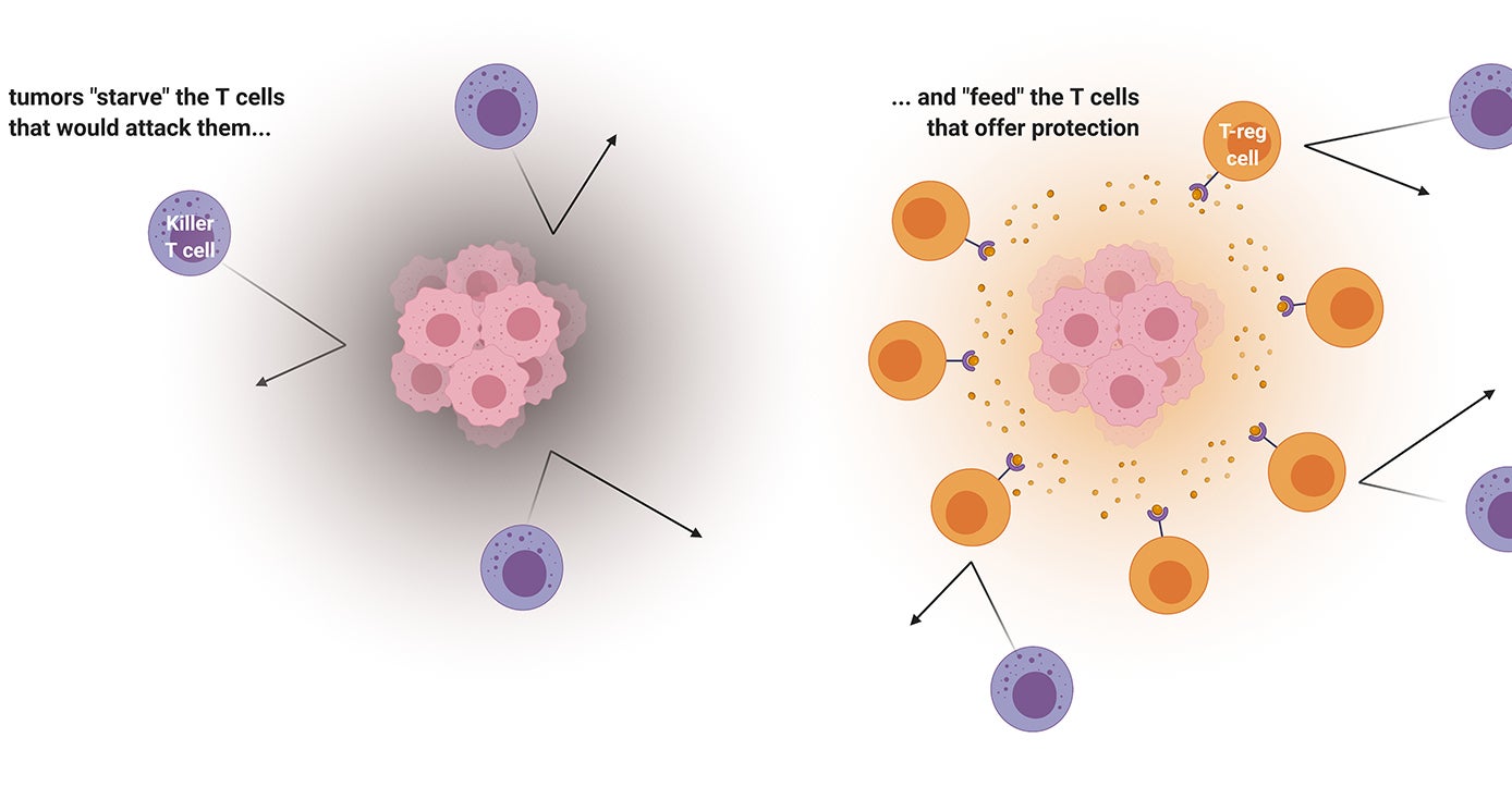 A depiction of a tumor microenvironment and T cells