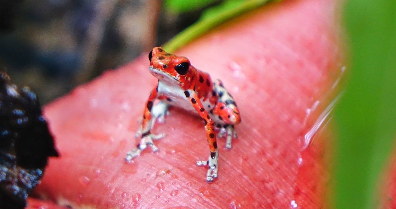 A strawberry poison frog, color morph red, sits on a leaf in a forest