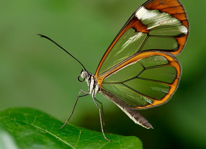 a black and orange butterfly with transparent wings in front of a green nature-y background