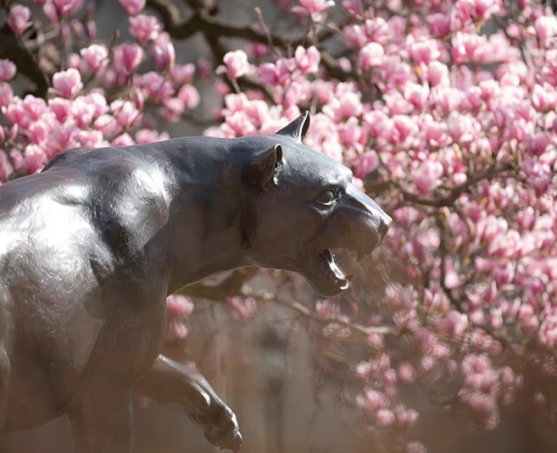 Pink blossoms around a panther statue