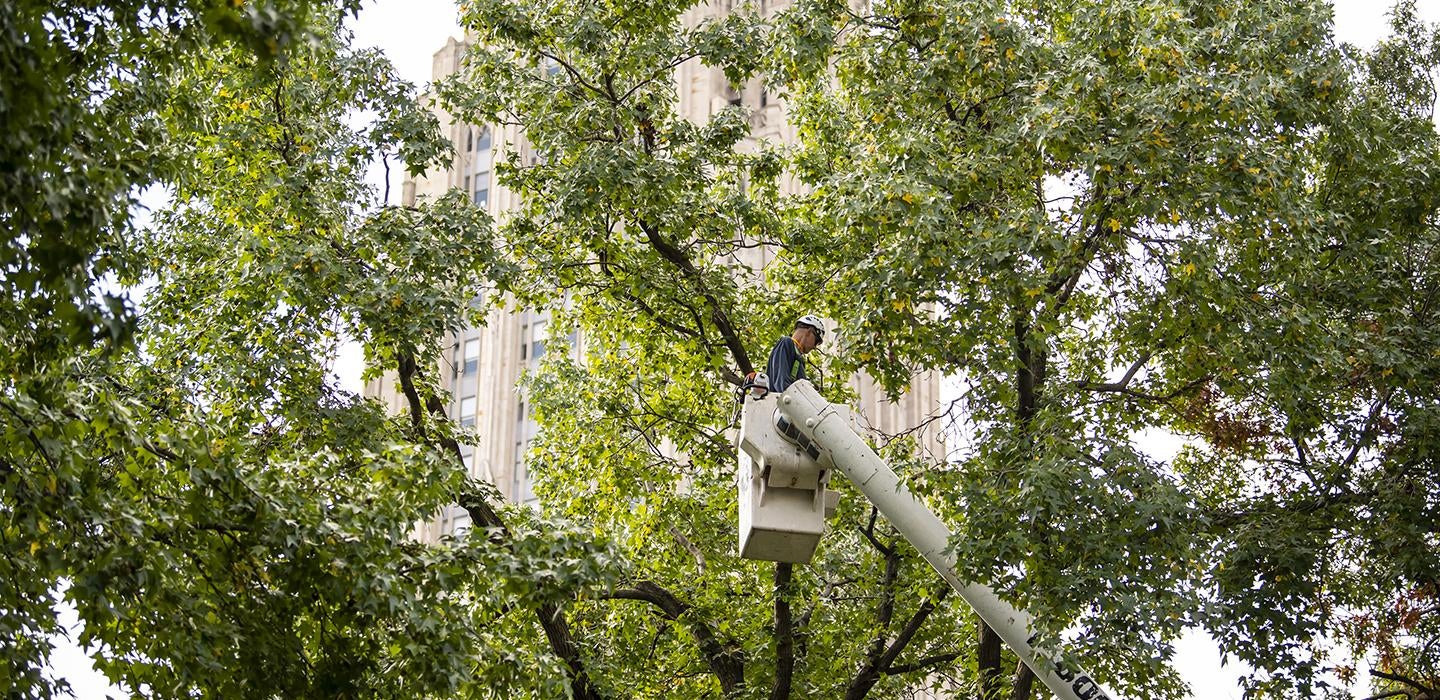Person trimming branches off of trees