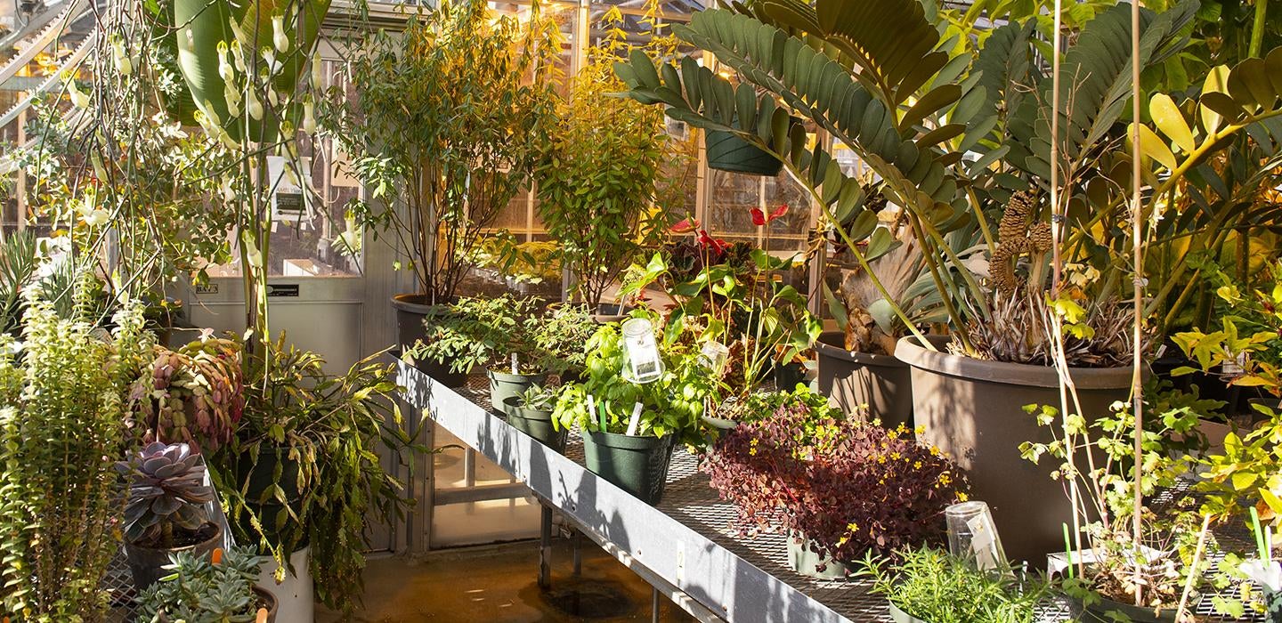A variety of plants inside of greenhouse 