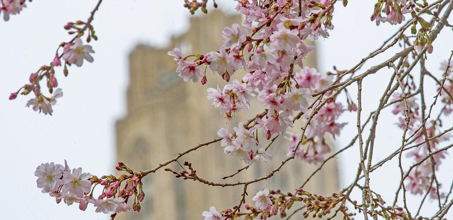 Pink buds on tree with Cathedral of Learning in background