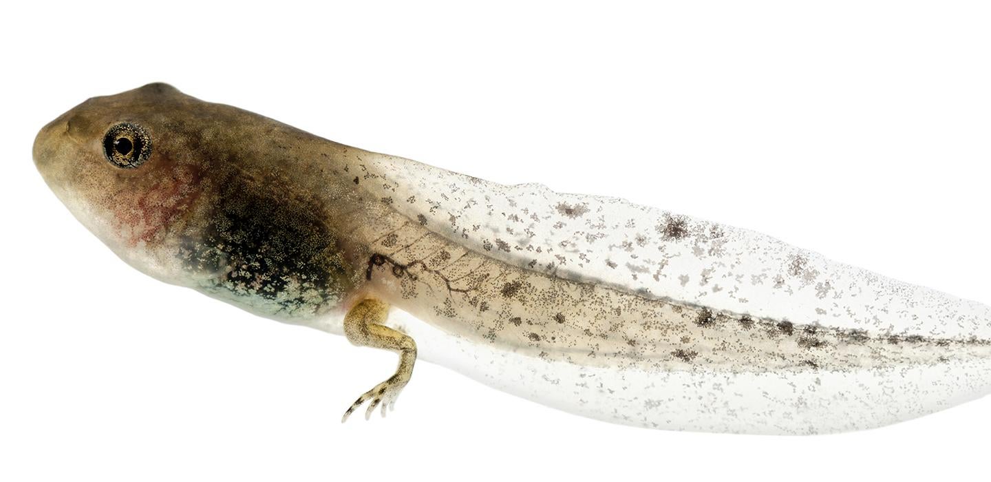 Tadpole in front of white background