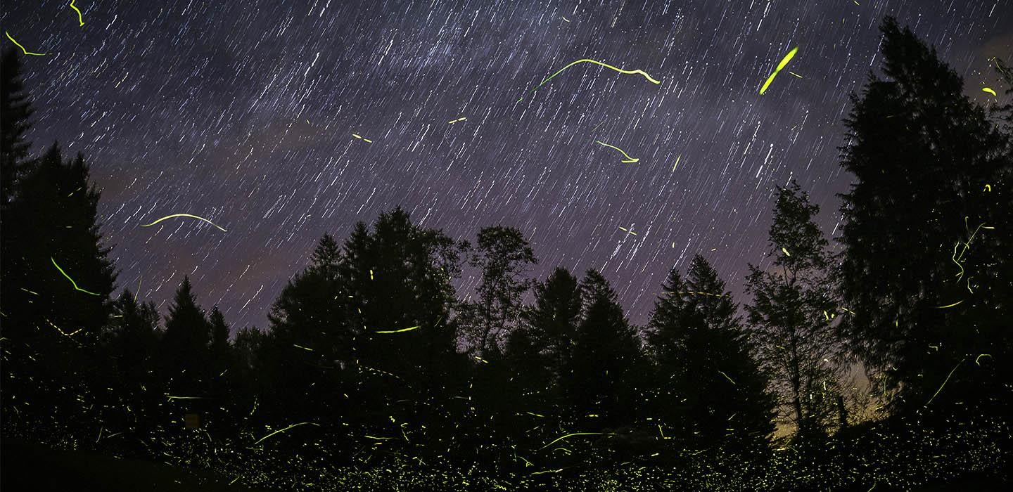 a night sky with fireflies streaking across the image