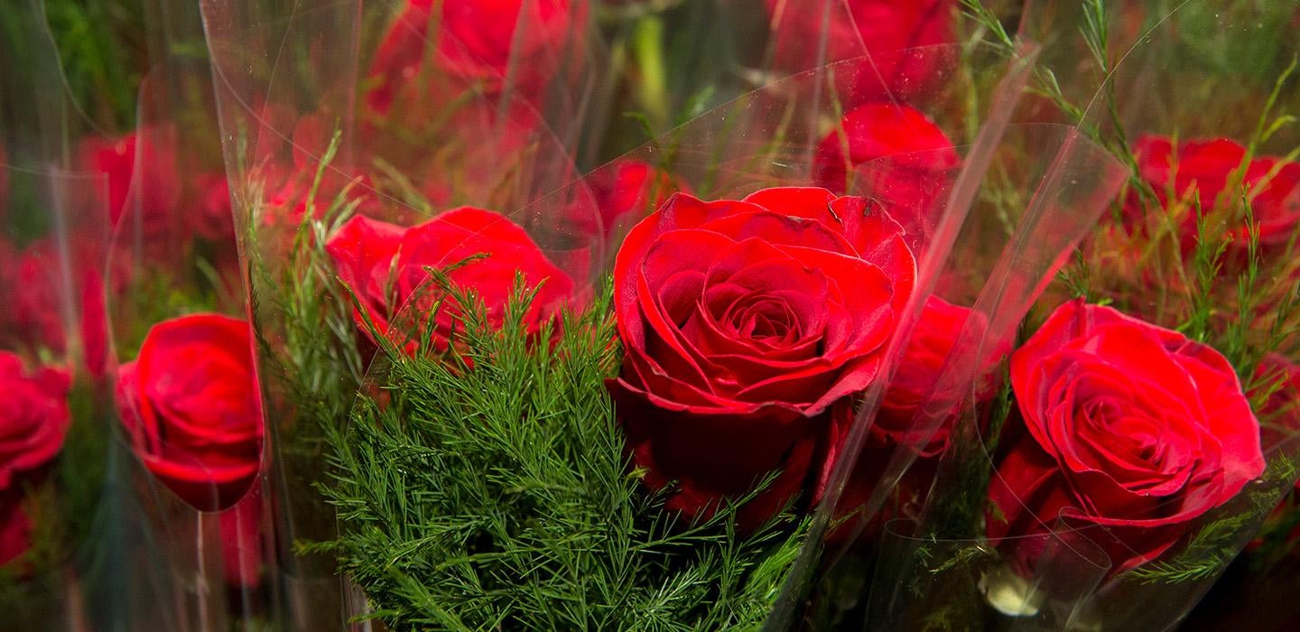 red roses individually wrapped in plastic