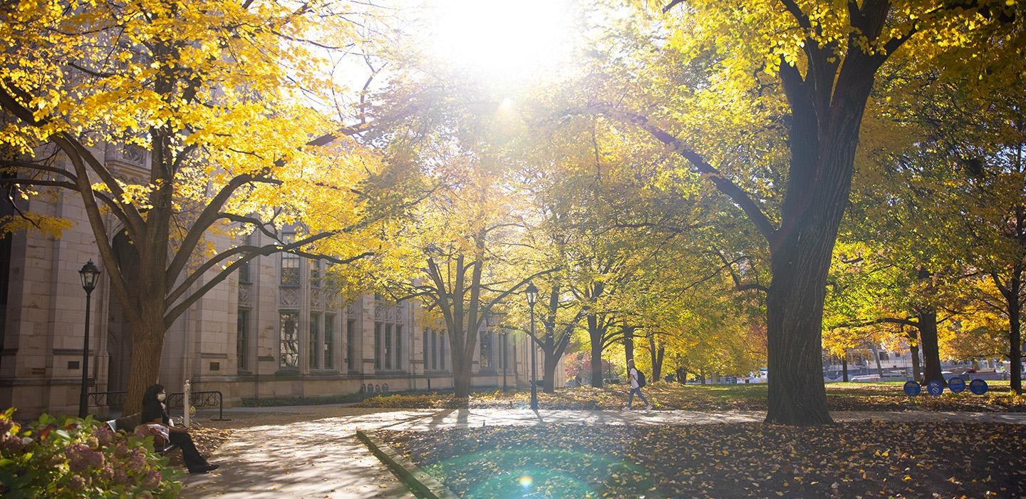 Trees with yellow leaves on Pitt's campus