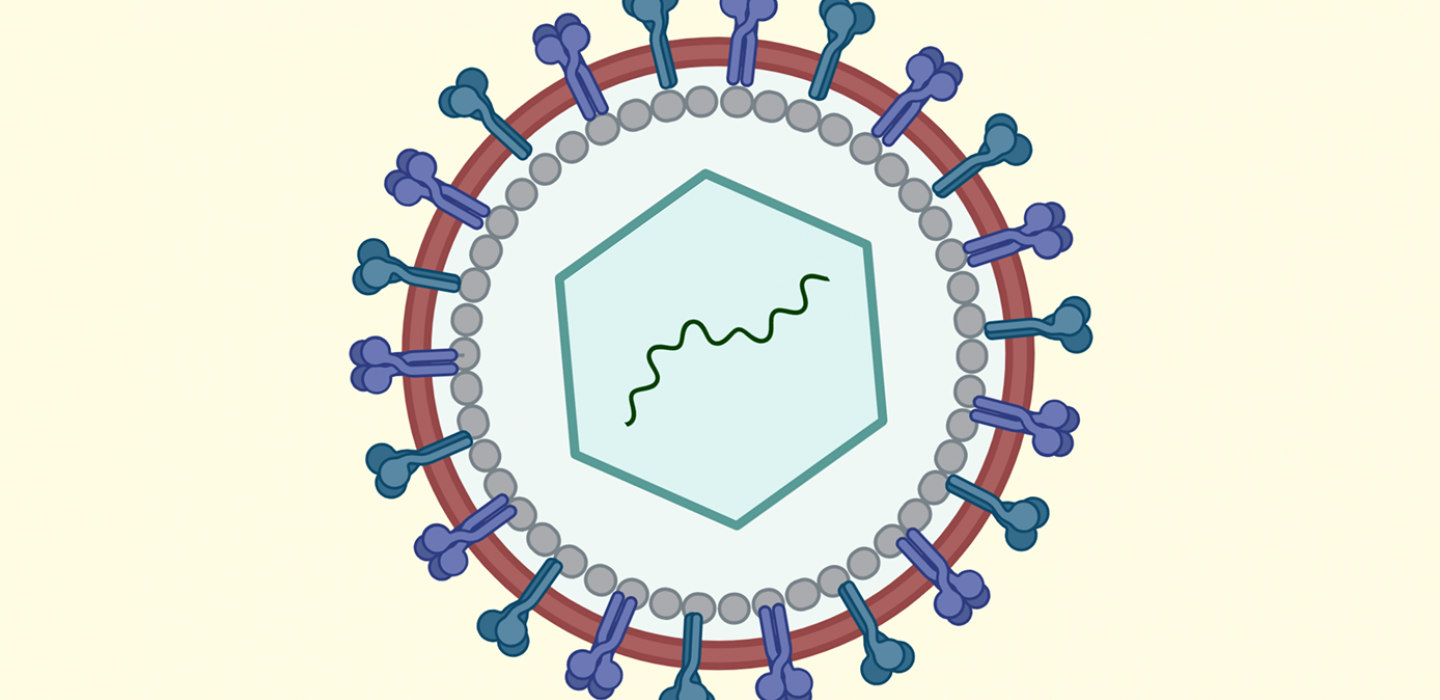 A depiction of the coronavirus in blue, red and white