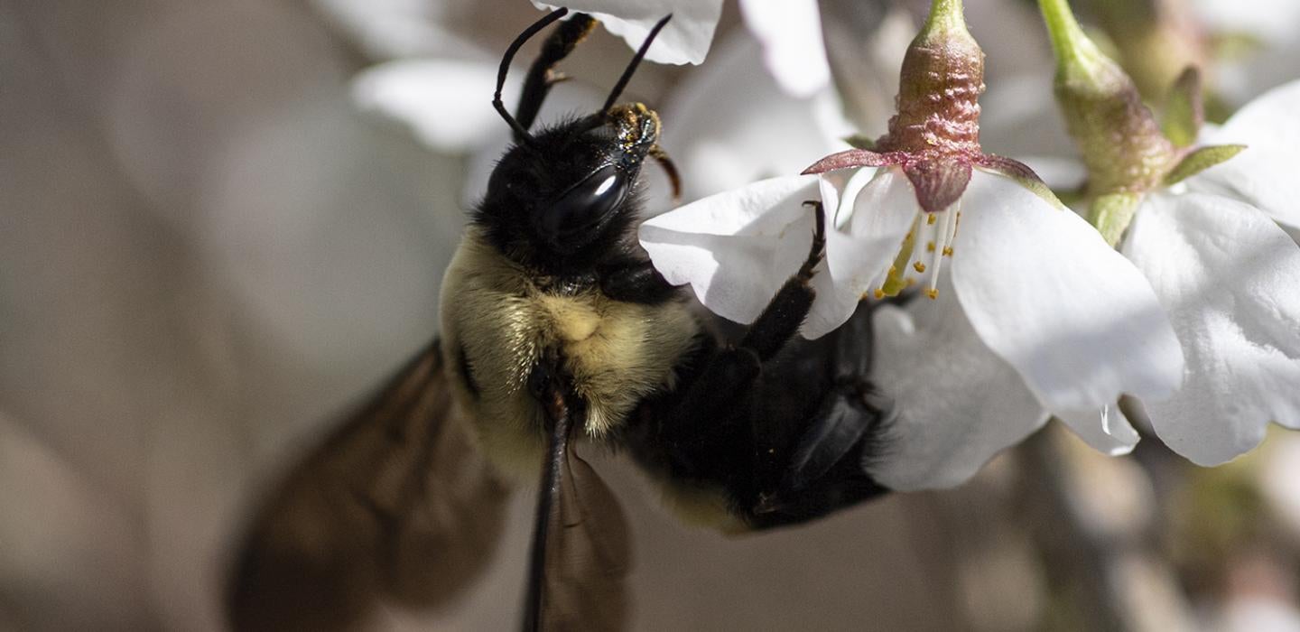 The Value Of Pollinators To The Ecosystem And Our Economy