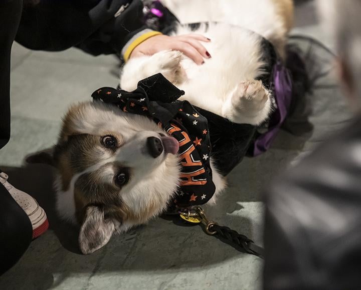 Lucy the corgi wearing Halloween dress, laying on her back 
