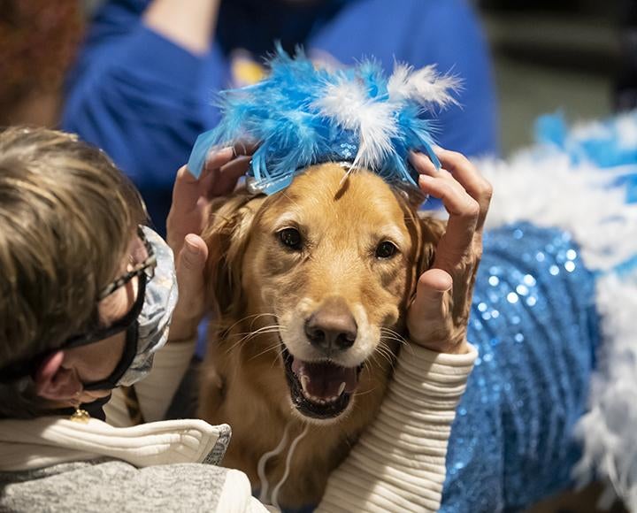 Polli the dog wearing sparkly blue showgirl costume with blue and white feathers