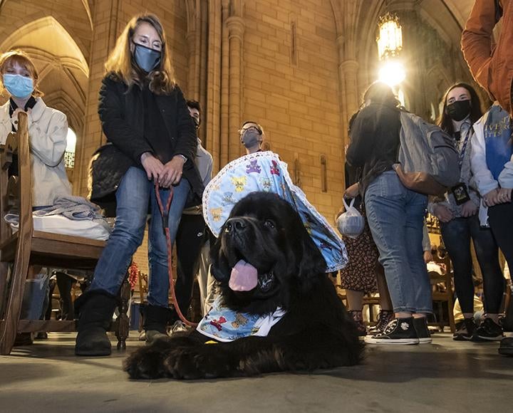 Large black dog wearing blue men's baby bonnet costume, surrounded by people 