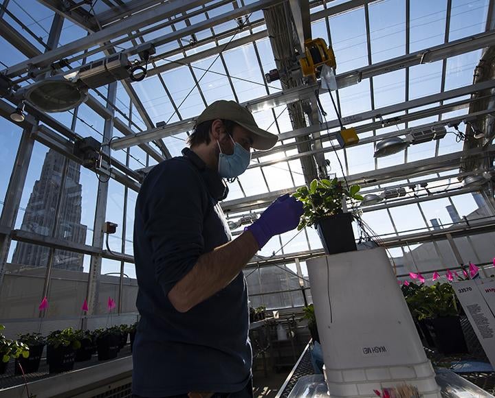 Student Nevin Cullen preparing experiment on strawberry plant inside of greenhouse