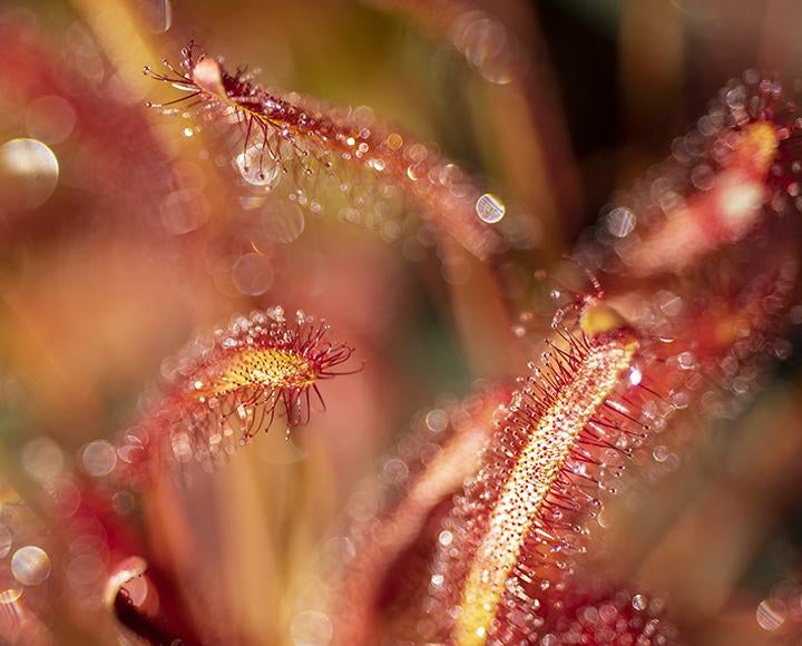 Red sundew plant close up
