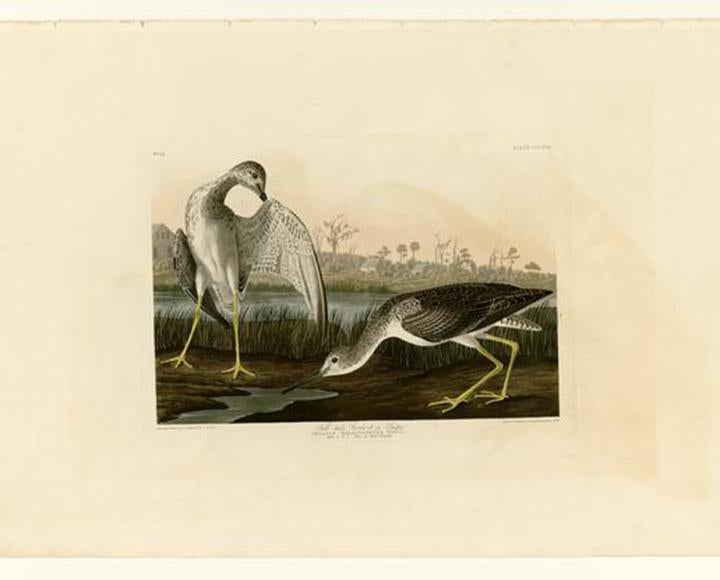 Illustration of Tell-tale Godwit or Snipe and Greater Yellowlegs