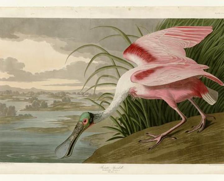 Roseate Spoonbill drinking from river