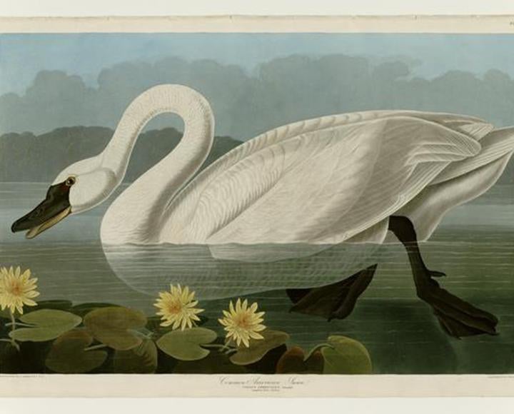 Common American Swan swimming in water