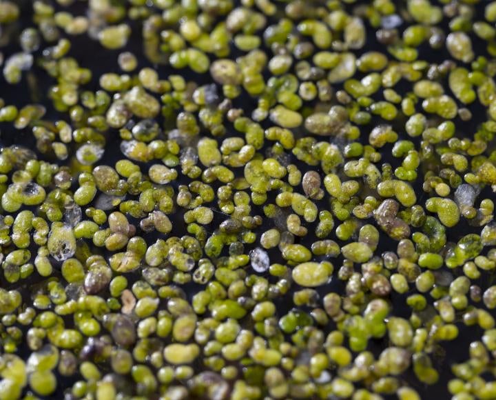 Closeup of duckweed, showing many small green ovals
