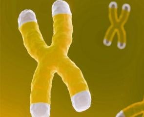 an illustration of telomeres