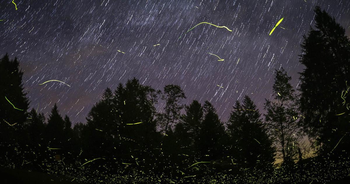 A composite image showing hundreds of fireflies flashing at night