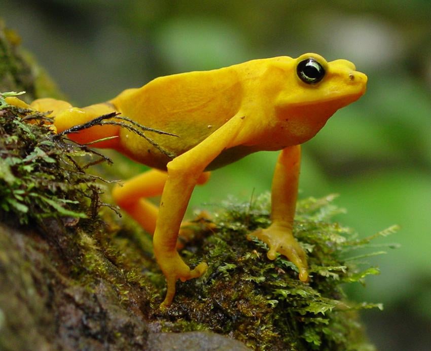 Yellow harlequin tree frog in rainforest 