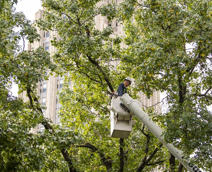 Person trimming branches off of trees