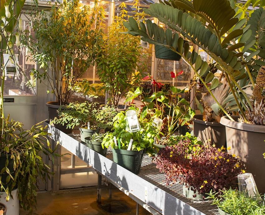 A variety of plants inside of greenhouse 