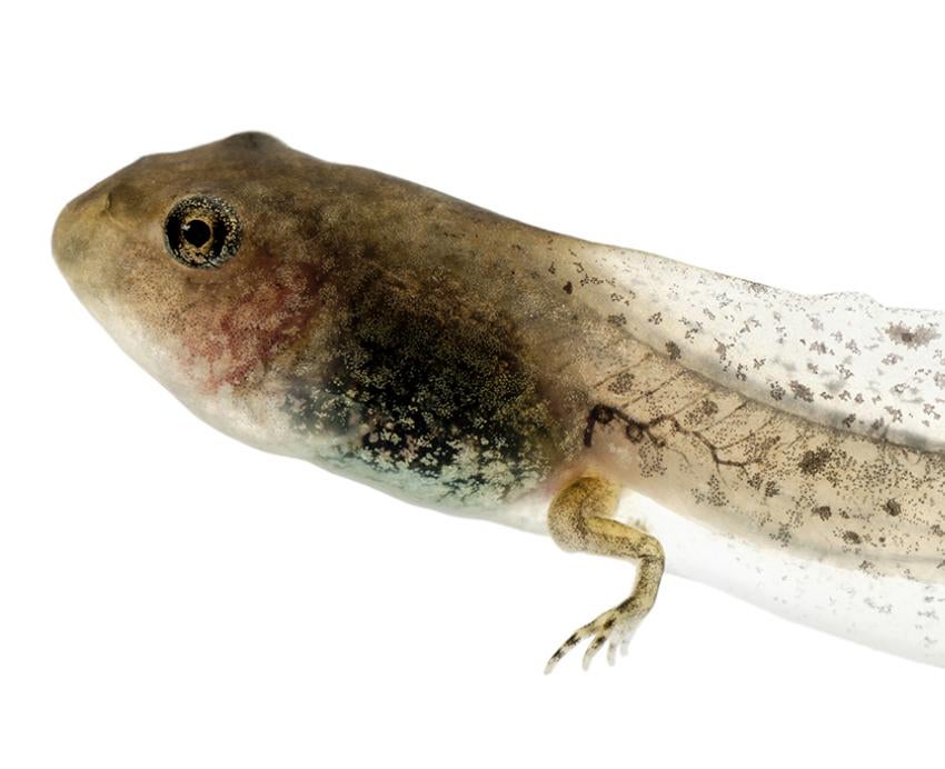 Tadpole in front of white background