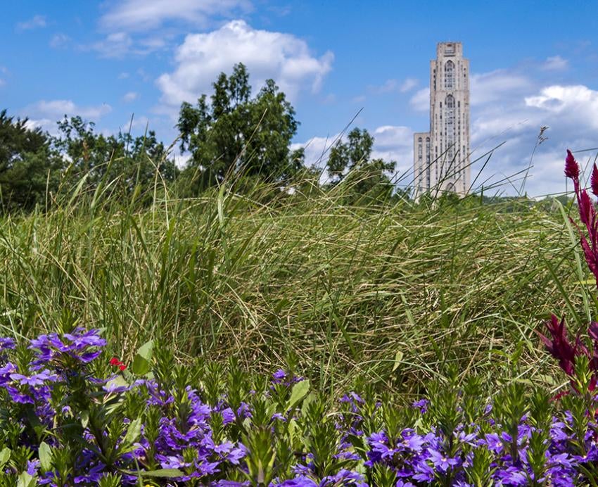 Colorful flowers and grass with Cathedral of Learning in background