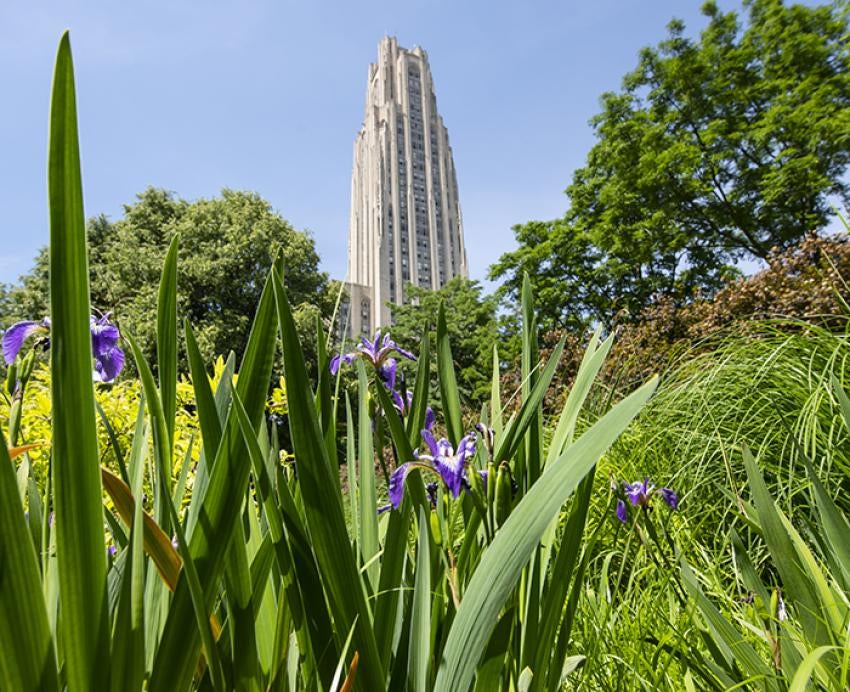 Greenery and trees in front of the Cathedral of Learning