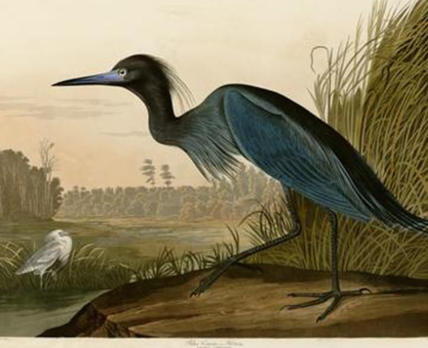 Illustration of blue crane near river