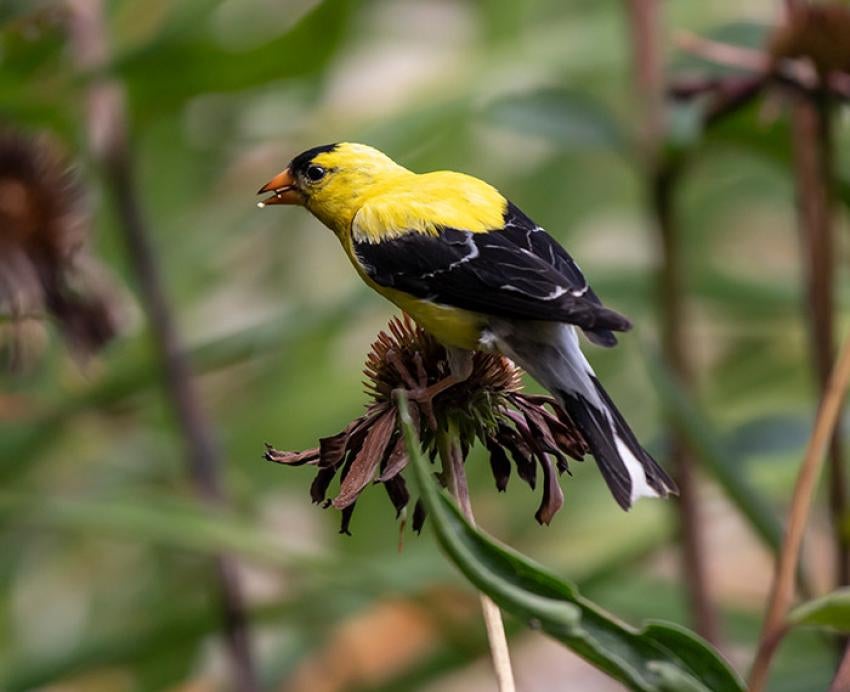 a black and yellow bird on a flower